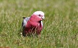 Galah